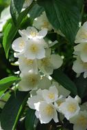 Syringa Vulgaris or Mock Orange