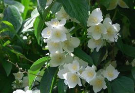 Syringa Vulgaris white