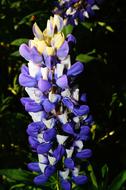 Close-up of the beautiful, blossoming, violet, white and yellow flowers, in light