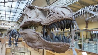 raptor Dinosaur Skeleton in museum, skull with sharp teeth