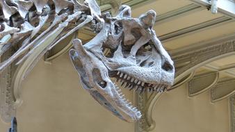 Museum Skeleton Dinosaur