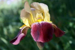 Iris Floral petals