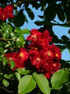 Close-up of the beautiful, blossoming, red and yellow flowers, with the green leaves, in light, at blue sky on background