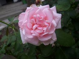incredible beauty Rose pink
