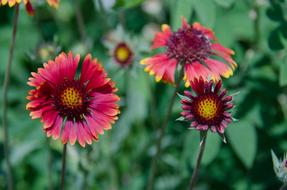 Gaillardia in the garden on a blurred background