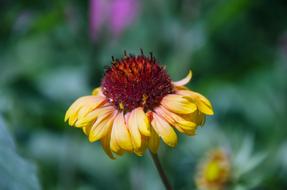 Gaillardia Flower close-up on a blurred background