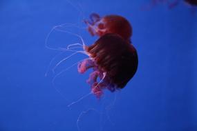 Aquarium Jellyfish