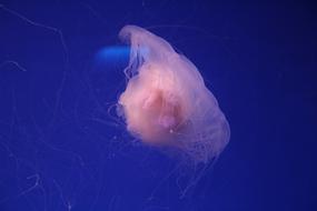 Aquarium Jellyfish