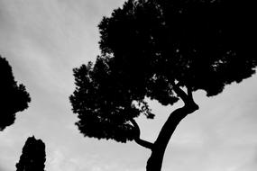 black silhouettes of tropical trees