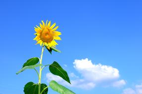 Summer Sunflower Flowers