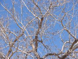 Cottonwood Tree Spring