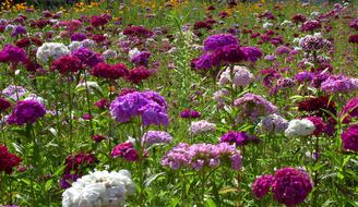 Flower Meadow Violet Bloom