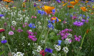 colorful meadow flowers, blue, orange, white