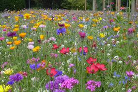 Flower Meadow Summer