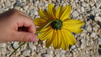 Yellow Flower in Kid hand