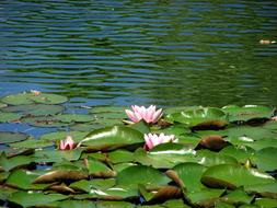 Water Lily pond Blossom