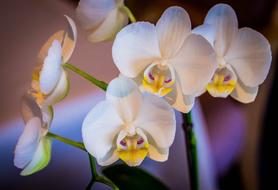 Orchid or White Flower