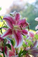 Lily Stargazer flowers
