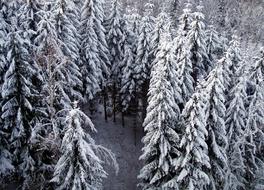 Fir Tree Winter Snow