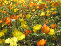 Poppy Flower Meadow