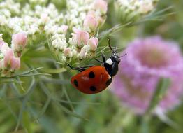 Ladybug Ladybird SedmiteÄnÃ©