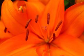 Close-up of the beautiful, gradient, orange flower with the pistil