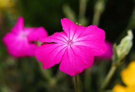 pink flowers in the garden on a blurred background
