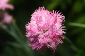 Flower tender pink