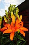 closeup view of Orange Flowers of oriental lily at sunlight
