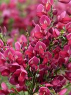 plant Red Broom close-up on blurred background