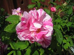 delicate white-pink rose in the garden