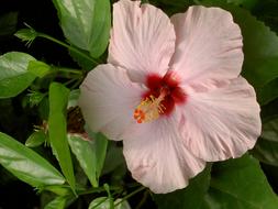 Close-up of the beautiful, blooming, white, pink and red hibiscus flower, among the green leaves