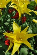 Tulip Flower star yellow
