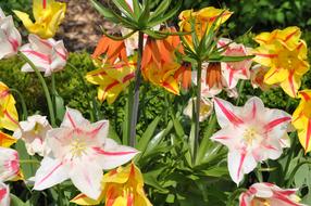 Close-up of the beautiful and colorful tulip flowers, among the green leaves, in sunlight