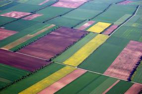 Aerial View Fields Color