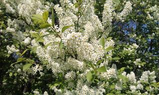 Bush Blooming White