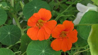 Close-up of the beautiful, blooming, orange Nasturtium flowers with green leaves