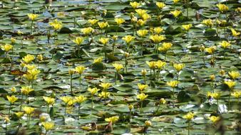 Lake Jug Nymphaea Yellow