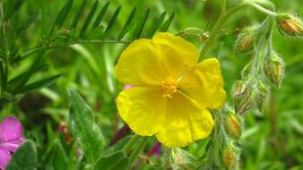 yellow Blossom Bloom in grass