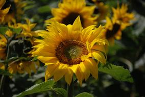 Beautiful yellow sunflowers with green leaves in light on the field