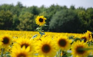 Sunflower Helianthus yellow