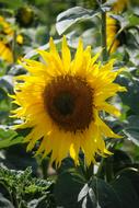 Sunflower, Helianthus, blooming plant