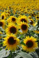 Sunflower Helianthus Annuus Yellow flowers