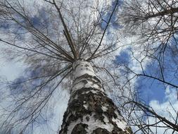 Birch Tree Sky