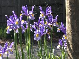 purple irises grow by the tree