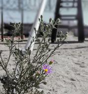 Beautiful and colorful daisy flowers, near the barrier in the prison