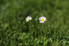 Daisies Flowers