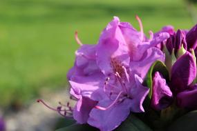 Flower Pink Flora in garden