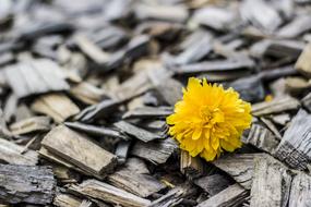 Beautiful yellow flower among the wood