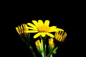 Close-up of the beautiful, yellow and orange pointed flowers, in light, at black background